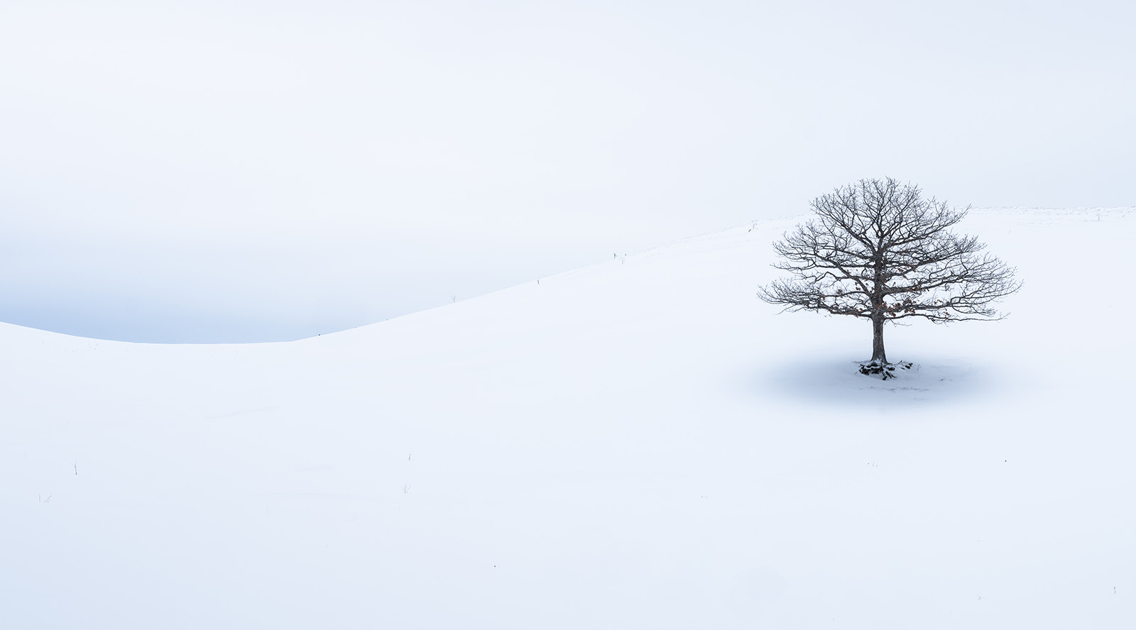 A lone bare tree on a snow-covered hillside